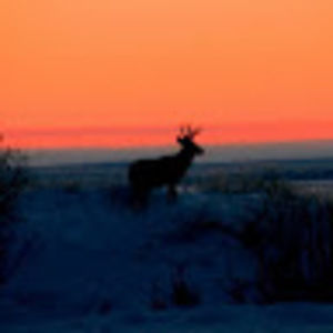 Meet your Posher, Liana